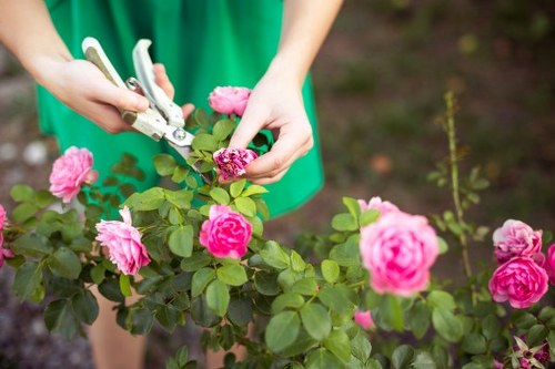 Expert arborist assessing tree health